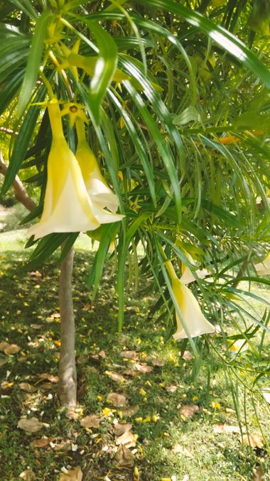 Solerantonio2 en Hamelin: Flora  (La Vega de Acá), Cascabela thevetia, Planta
