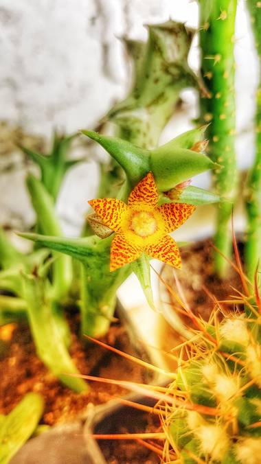 Neilmarquez en Hamelin: Flora  (Las Delicias)