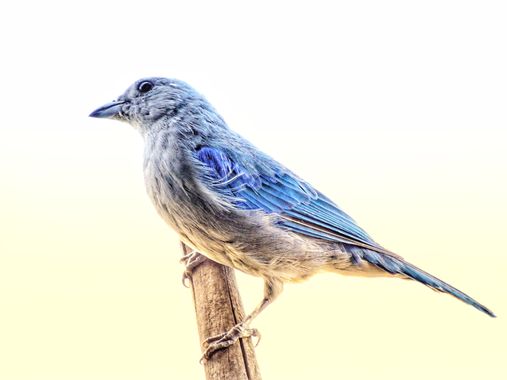Marcos Valero Espinal  en Hamelin: Fauna  (Caracas), #aves #bird 