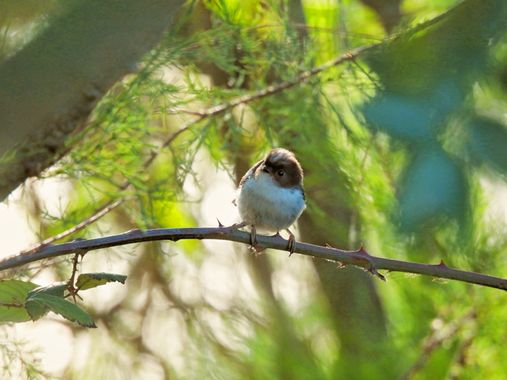 Georginaag en Hamelin: Fauna  (Sils), Aegithalos caudatus (Linnaeus, 1758), #mito #ave #bird #fauna 