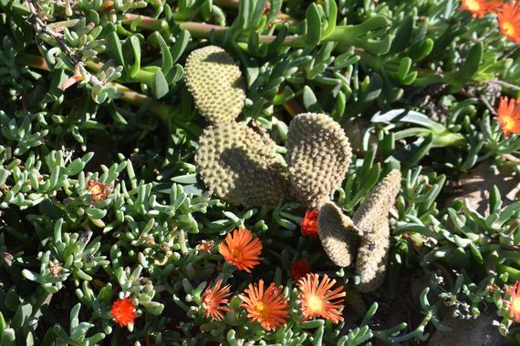 Solerantonio2 en Hamelin: Flora  (Níjar), Malephora crocea, Cactus