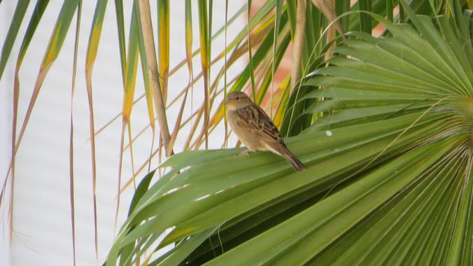 Solerantonio2 en Hamelin: Fauna  (Almería), Passer domesticus (Linnaeus, 1758), Gorrion comun