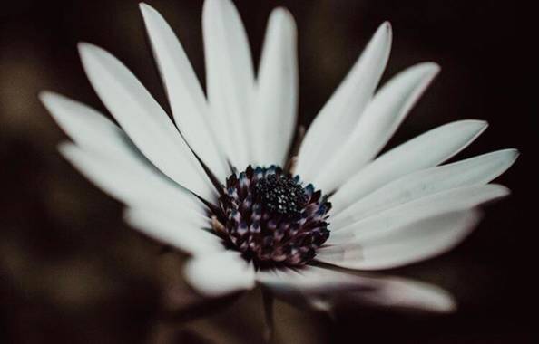 Mauricastro en Hamelin: Flora  (Concepción), #nature #flora