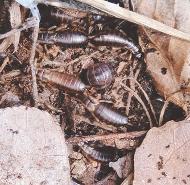 Solerantonio2 en Hamelin: Fauna  (Almería), Insectos