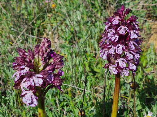 Symbel_5 en Hamelin: Flora, Orchis purpurea, Orchis purpurea