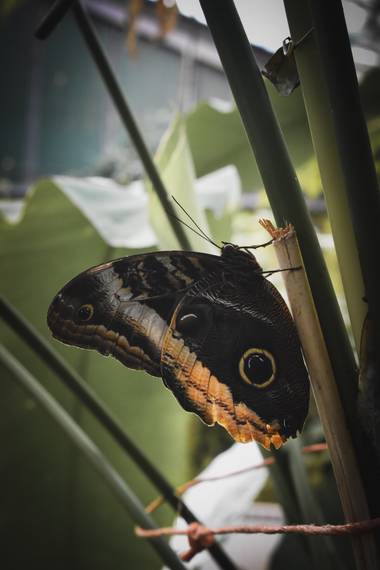 Henar en Hamelin: Fauna  (Santillana del Mar), #mariposa #fauna #insectos #fotodelasemana #hamelin