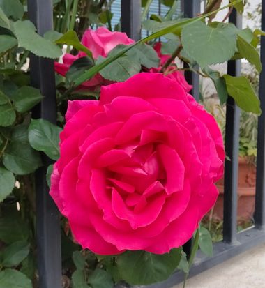 Solerantonio2 en Hamelin: Flora  (Turrillas), Rosas de jardin