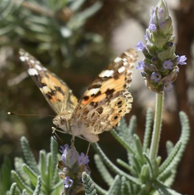 Solerantonio2 en Hamelin: Fauna  (Almería), Vanessa cardui (Linnaeus, 1758), Insecto