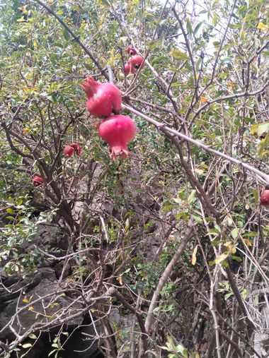 Solerantonio2 en Hamelin: Flora  (Andalusia), Punica granatum, Granado