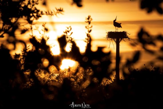 albertonieto.nature en Hamelin: Fauna  (Malpartida de Cáceres), Ciconia ciconia (Linnaeus, 1758), Saludo al sol 
#cigueña #cigueñablanca #nido #puestadesol...