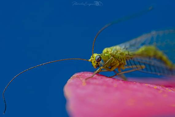 Florentinoeugenio en Hamelin: Fauna, #