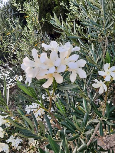 Abigail en Hamelin: Flora, Nerium oleander