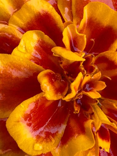 Fernandosalado58 en Hamelin: Flora  (Córdoba), Tagetes patula, #Fotografia: flora,(Córdoba)#