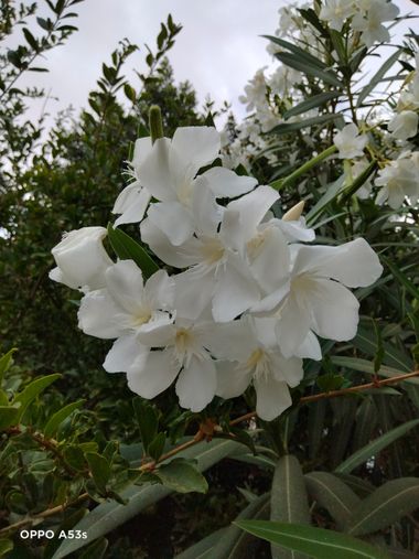 Solerantonio2 en Hamelin: Flora  (Almería), Nerium oleander, Planta