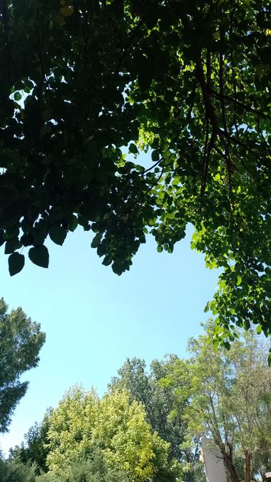 GrachuV. en Hamelin: Flora  (Santa Fe), Cielo celeste,árboles,calor,verano intenso 😊
