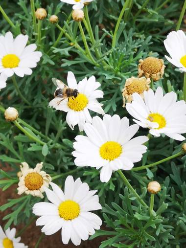 Laauritaconde en Hamelin: Flora  (Telde), Argyranthemum frutescens, Margaritas 🌼
#abeja #margarita #naturaleza 
#flor #hamelin #fotografia #flores 