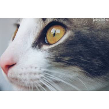 Ortizborras en Hamelin: Fauna, Felis catus Linnaeus, 1758, #gato #macrofoto20 