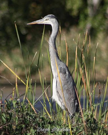 Diego en Hamelin: Fauna  (Zaragoza), Ardea cinerea Linnaeus, 1758, #ardeacinerea #garzareal #aves #zaragoza #ebro #canon 