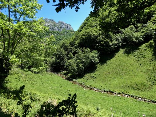 mariale en Hamelin: Paisaje  (Caso), 📸 #marialemdza
💚 🌿🌳🌿💚
#CumpleHamelin
#Naturaleza #BellezaNatural #Asturias  #Montaña #trees #árboles #forest #bo...