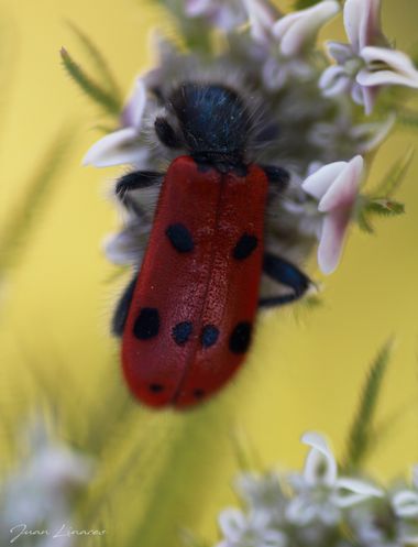 Juan Linares en Hamelin: Fauna, #mylabris #mylabrisquadripunctata #insects #entomologia #fauna #nature 