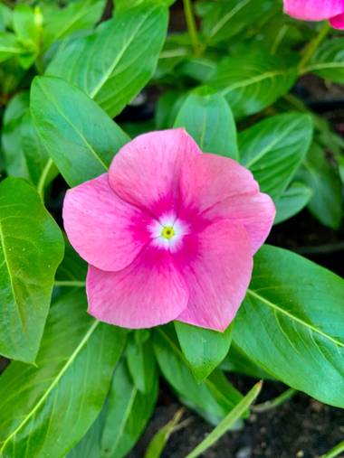 carogv1995 en Hamelin: Flora  (Archena), Catharanthus roseus, #rosarosae 
#flor 