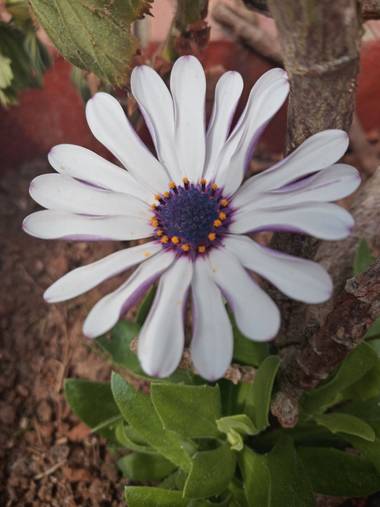 Alquimia Natural en Hamelin: Flora  (Camargo), Osteospermum fruticosum, Sorpresa 💕