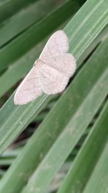Solerantonio2 en Hamelin: Fauna  (Almería), Insecto