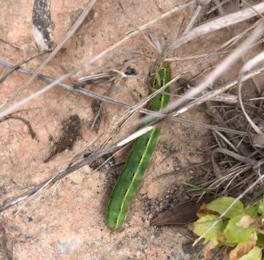 Naturalezadebarrio en Hamelin: Fauna  (Calafell), Primavera #naturalezadebarrio @naturalezadebarrio 