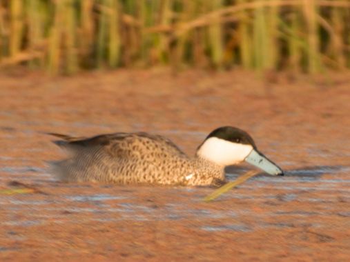 lourdes7895 en Hamelin: Fauna  (Toke Ajllata Alta), Spatula puna (Tschudi, 1844), #birdingphotography #aves21 
