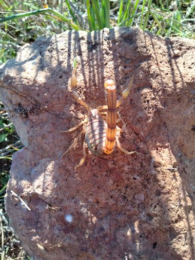 Solerantonio2 en Hamelin: Fauna  (Níjar), Escorpión común amarillo o alacran