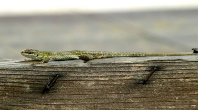 Magaly Paredes Alcalá en Hamelin: Fauna  (Luni), Este pequeño bichito lo encontré en la ciudad romana de Luni.
#fauna