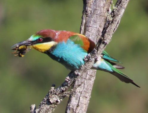 EduGlezPalomar en Hamelin: Fauna, Merops apiaster Linnaeus, 1758, Abejaruco en Soria (Spain). #fauna #aves #abeja 