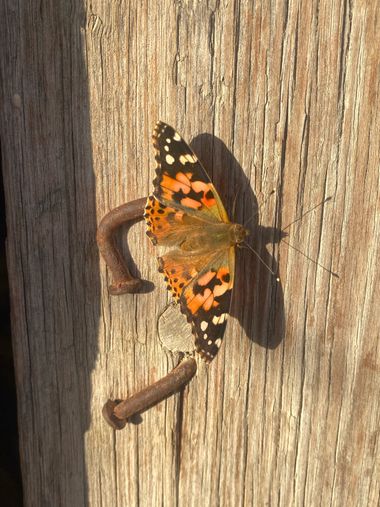 Katia en Hamelin: Fauna, Vanessa cardui (Linnaeus, 1758), #mariposa 