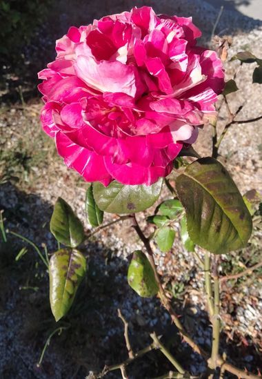 Solerantonio2 en Hamelin: Flora  (Retamar), Rosas de jardin