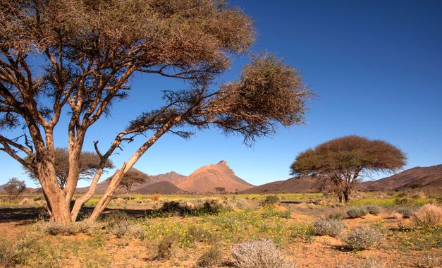 Ignicapillus en Hamelin: Paisaje  (cercle d'Agdz), Paisaje entre Rissani y Tissint

Transitando Marruecos entre Rissani y Tissint, una ruta que el turismo ...