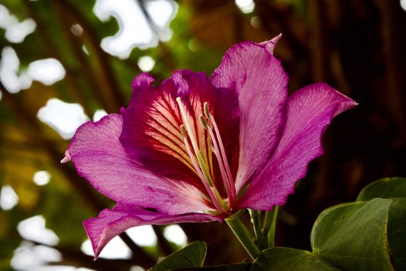 Juanatlantida82 en Hamelin: Flora, Bauhinia variegata, Flores 🌹 