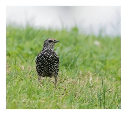 Manuropo39 en Hamelin: Fauna  (La Coruña), Sturnus vulgaris Linnaeus, 1758