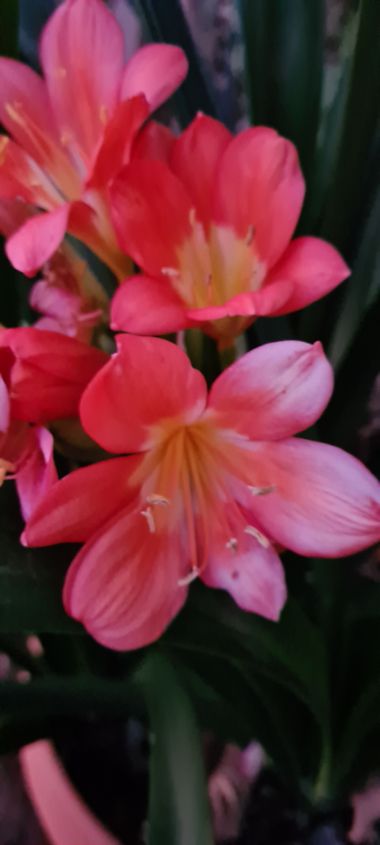 gisca72 en Hamelin: Flora, #flor #fuerteventura  #enero 2022