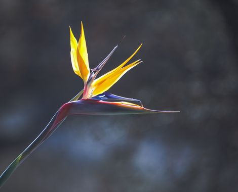 Danitomasjover en Hamelin: Flora  (Alicante), Strelitzia reginae