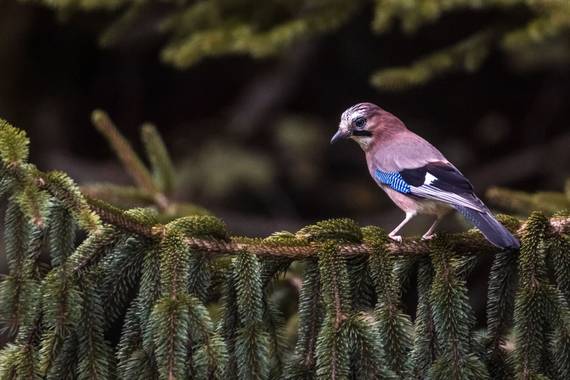 Gabrielsllgs en Hamelin: Fauna  (Gijón), Garrulus glandarius (Linnaeus, 1758), #arrendajo #arrendajocomun #garrulusglandarius #gijon #asturias #asturiaspar...