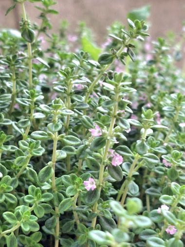 Mpinfante en Hamelin: Flora, Thymus × citriodorus