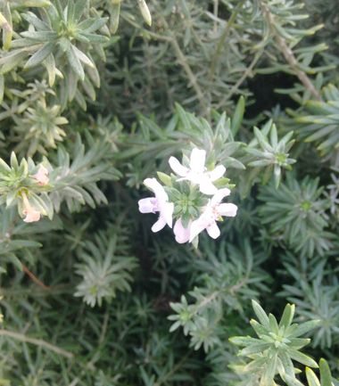 Solerantonio2 en Hamelin: Flora  (Almería), Westringia fruticosa, Flor de romero