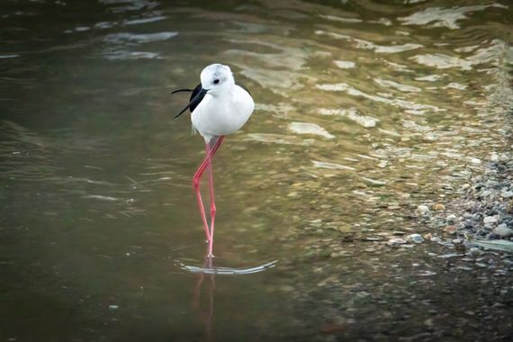 jomartinezfranco en Hamelin: Fauna  (Vegas del Genil), Himantopus himantopus (Linnaeus, 1758), Cigüeñuela en el Río Genil (Granada).
Este es el primer año ...