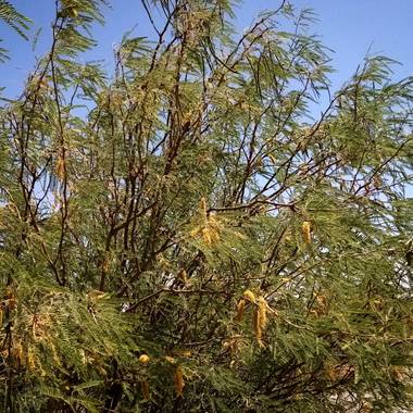 Navarroarevalomariateresa en Hamelin: Flora  (Viesca), En las regiones desérticas de México, incluyendo el estado de Coahuila, crece un árbol de gran tamañ...