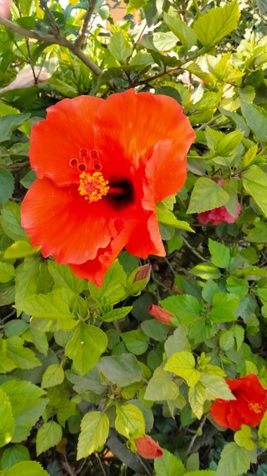 Solerantonio2 en Hamelin: Flora  (Almeria), Planta