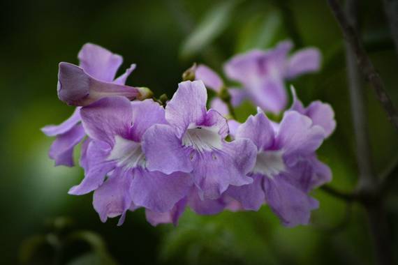 Claudiaverenicesv en Hamelin: Flora  (San Francisco Gotera), Clytostoma binatum, #flora21 
Es una flor silvestre
