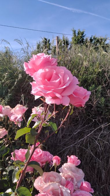 Solerantonio2 en Hamelin: Flora  (Almeria), Rosas de jardin