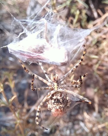 Solerantonio2 en Hamelin: Fauna  (Níjar), Aracnido