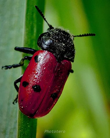 Phototero  en Hamelin: Fauna  (Chiclana de la Frontera), #fauna #macro #macro_captures_ #fotografia #photography #escarabajo #insectos #fauna20 #nature  #n...