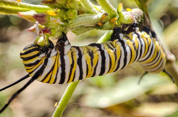 Phototero  en Hamelin: Fauna  (Benalmádena), #orugas #macro #photography #hamelin #photographer #insectos #mariposa #macro_captures_ 